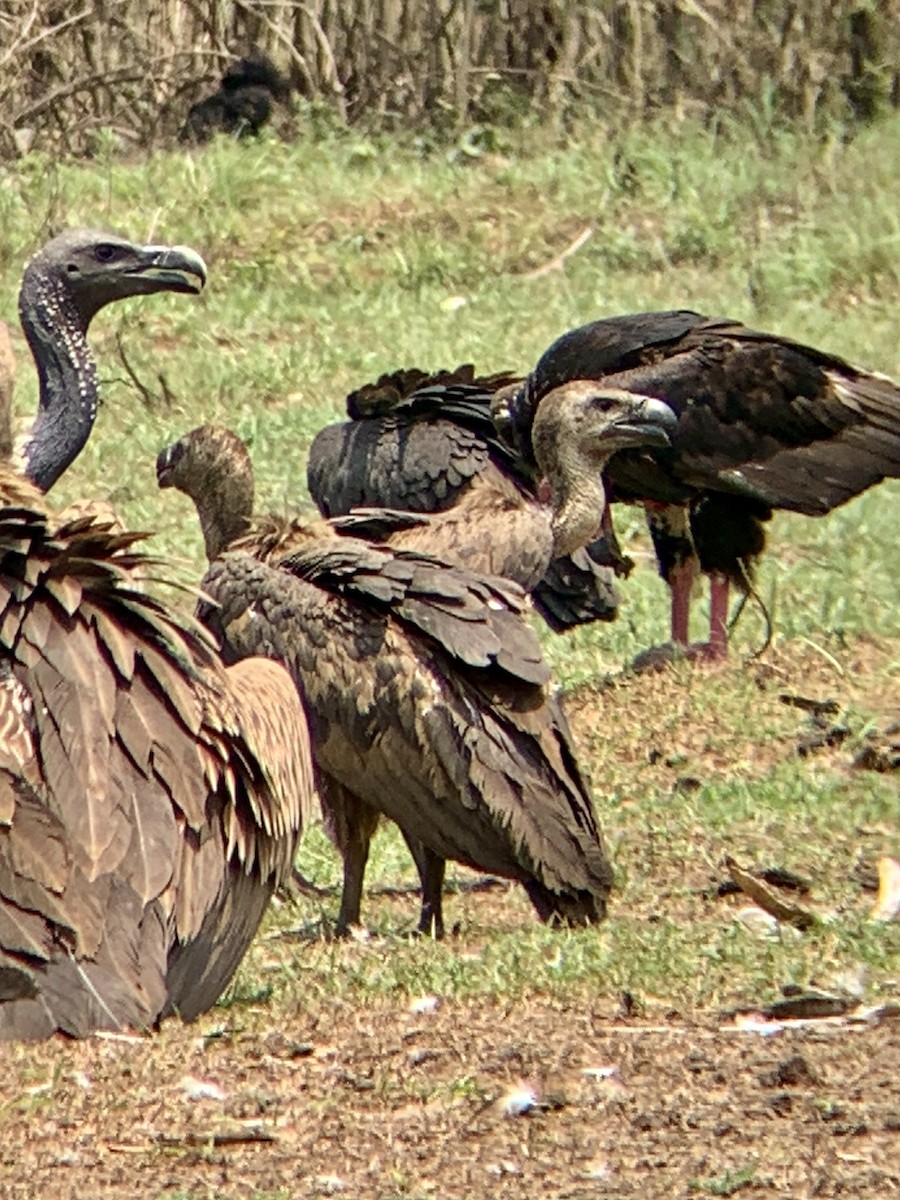 Slender-billed Vulture - ML619017409