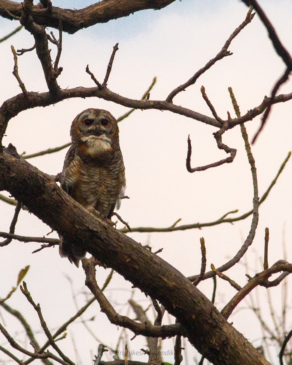 Mottled Wood-Owl - Hrishikesh Karandikar