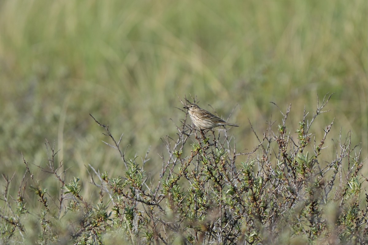 Meadow Pipit - ML619017435