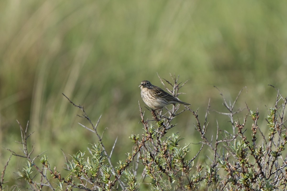 Meadow Pipit - ML619017437