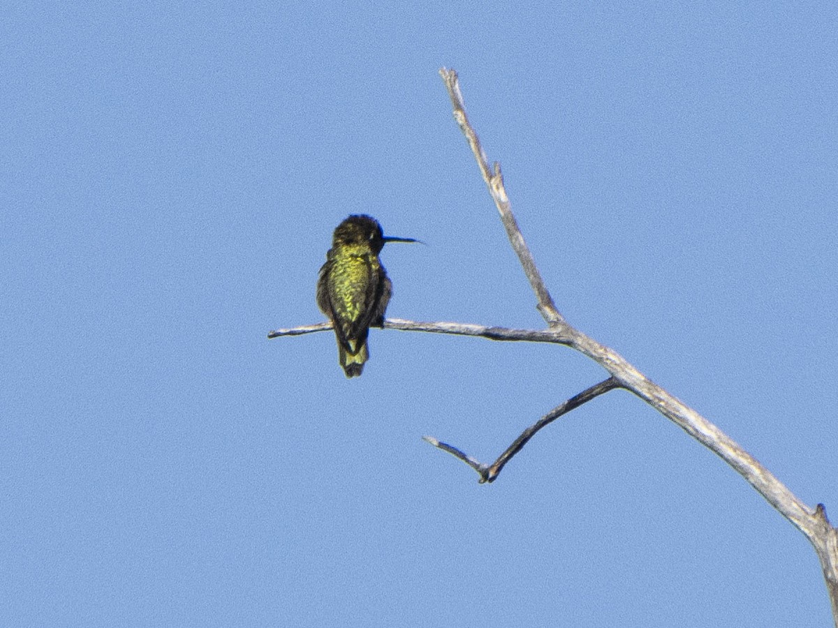Anna's Hummingbird - ML619017439