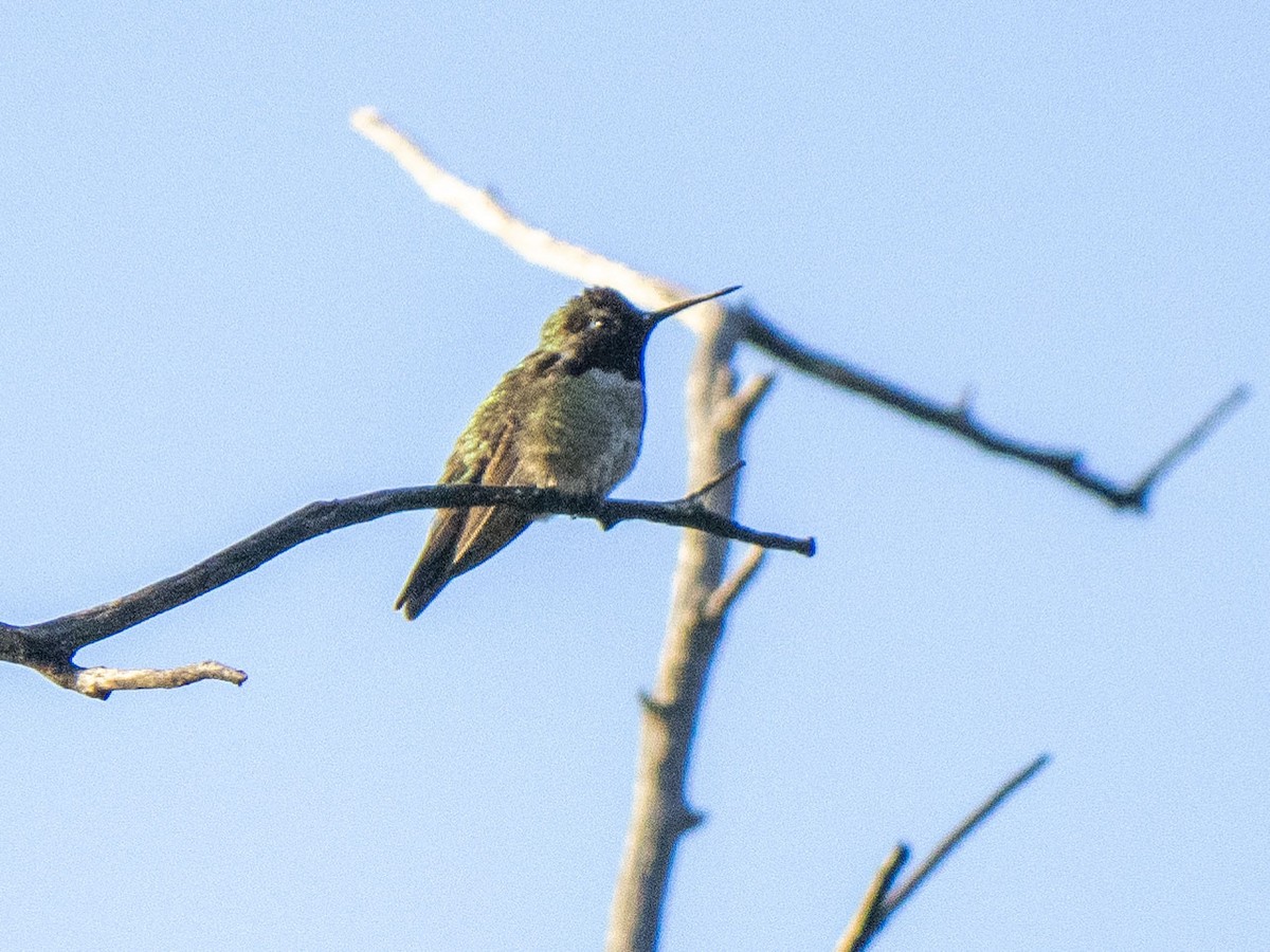Anna's Hummingbird - ML619017458