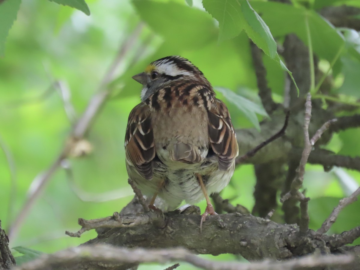 White-throated Sparrow - ML619017460