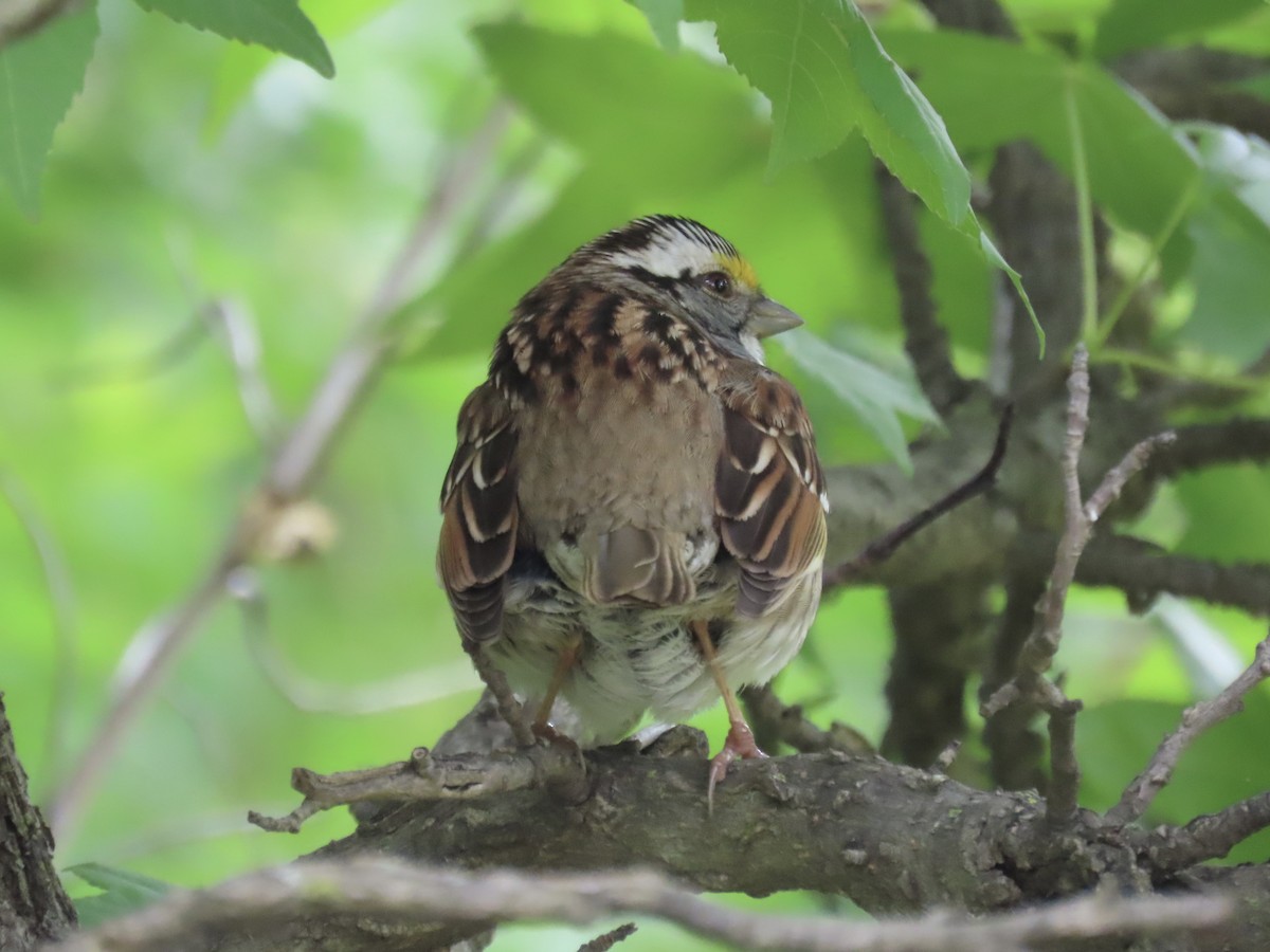 White-throated Sparrow - Tim Carney