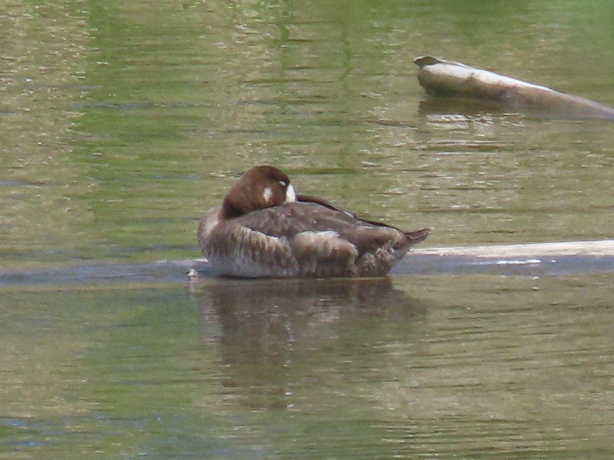 Greater Scaup - ML619017473