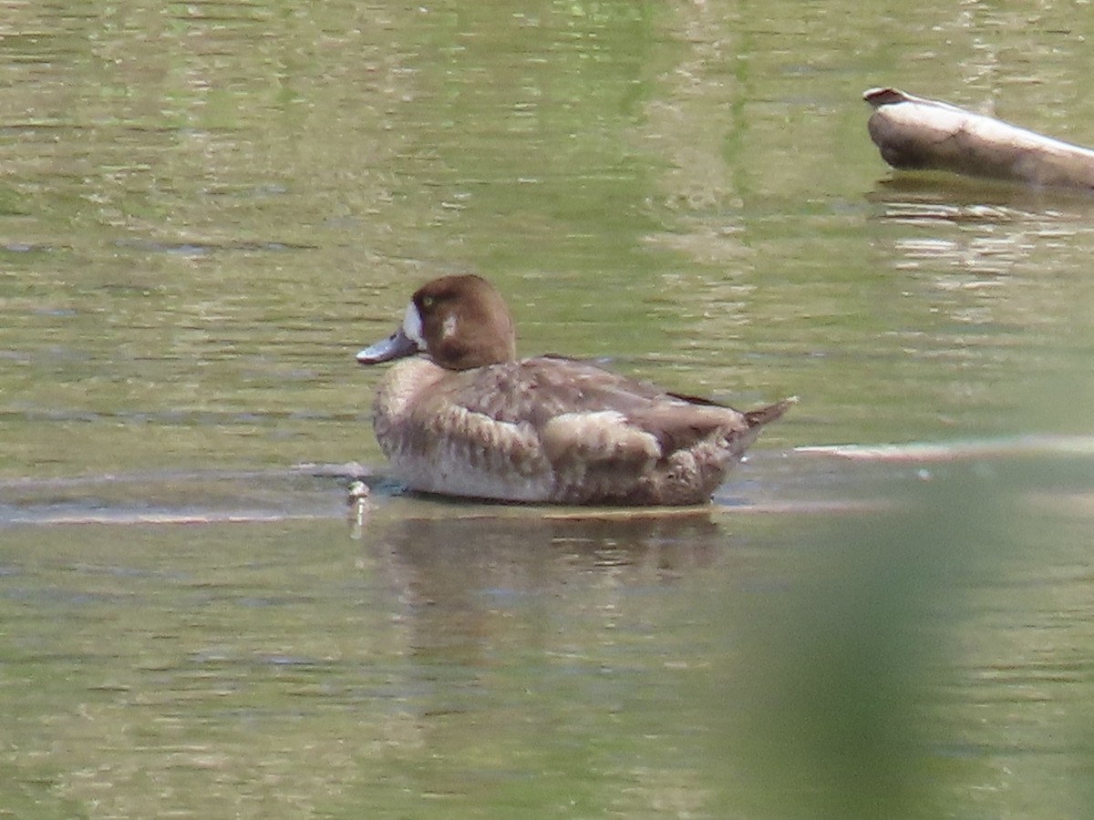 Greater Scaup - ML619017475