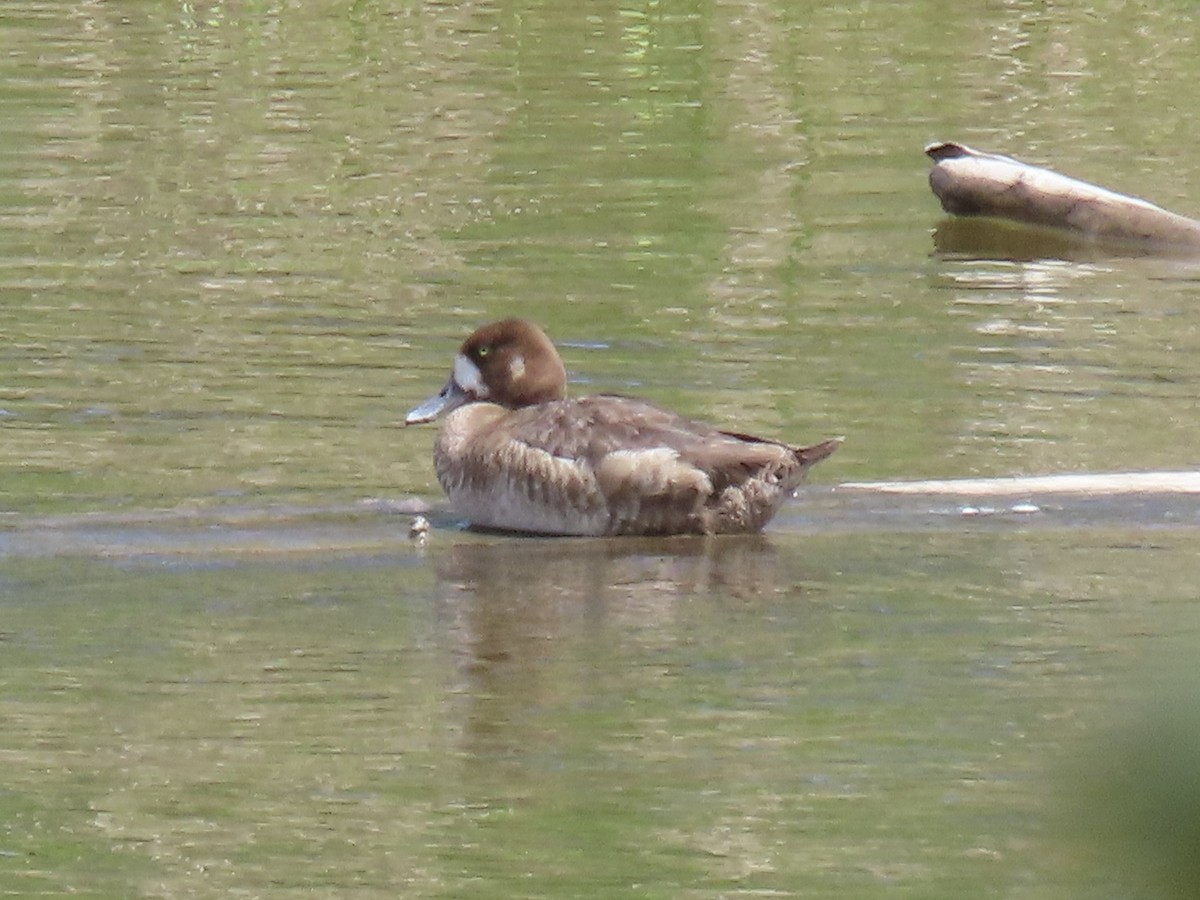 Greater Scaup - ML619017476