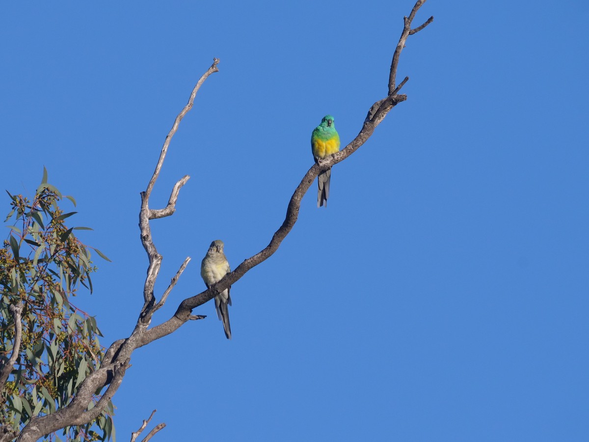 Red-rumped Parrot - ML619017478