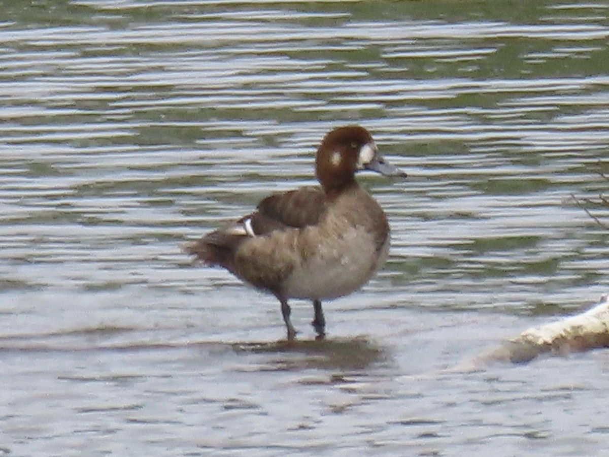 Greater Scaup - ML619017486