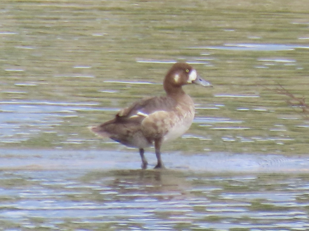 Greater Scaup - ML619017490