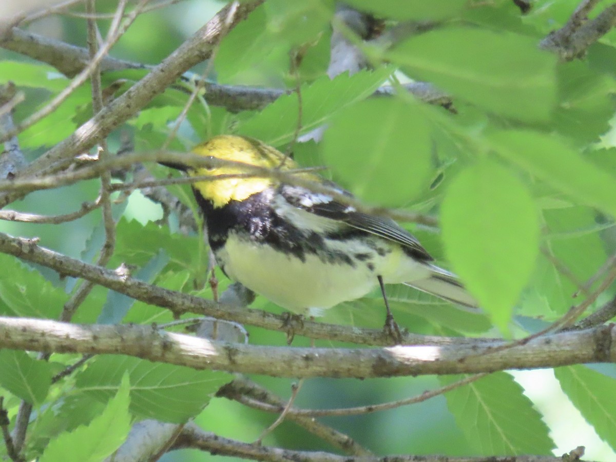 Black-throated Green Warbler - ML619017496
