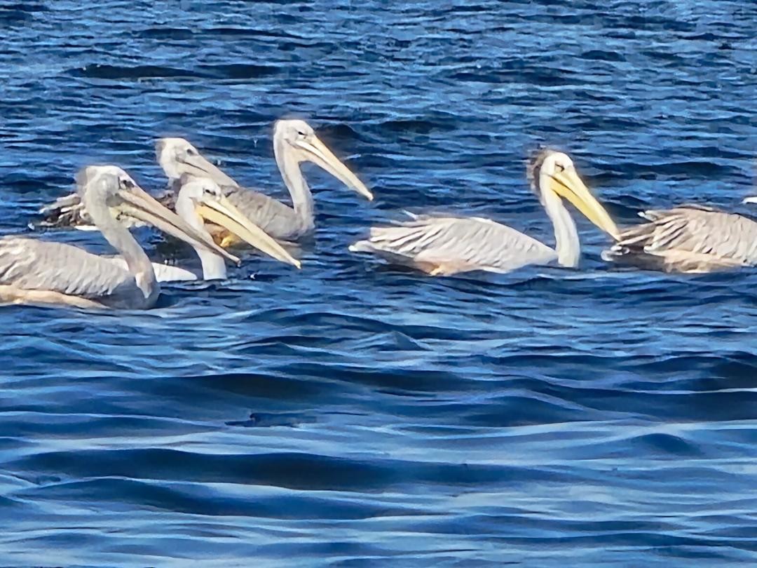 pelikán africký - ML619017504
