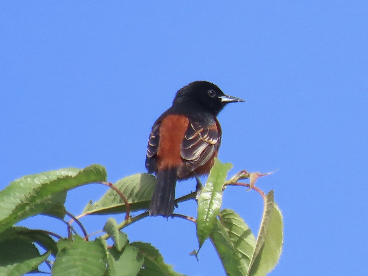 Orchard Oriole - ML619017511