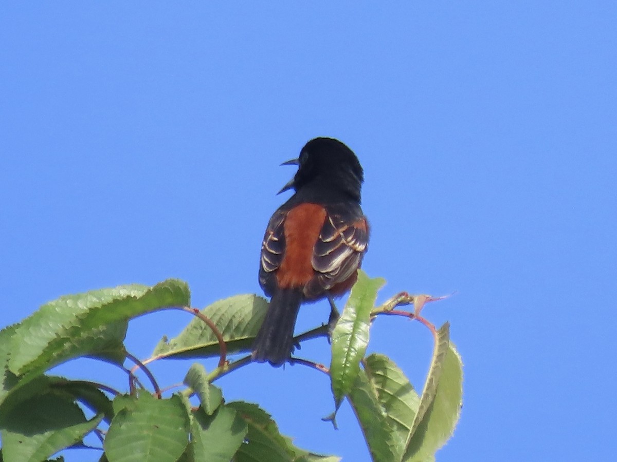 Orchard Oriole - ML619017512