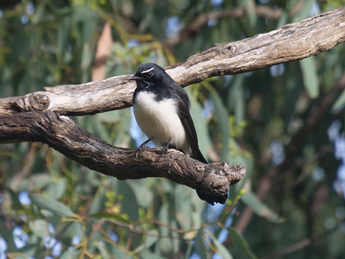 Willie-wagtail - ML619017517