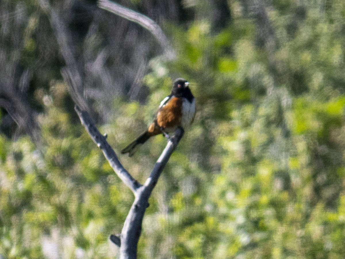 Spotted Towhee - Carol Collins