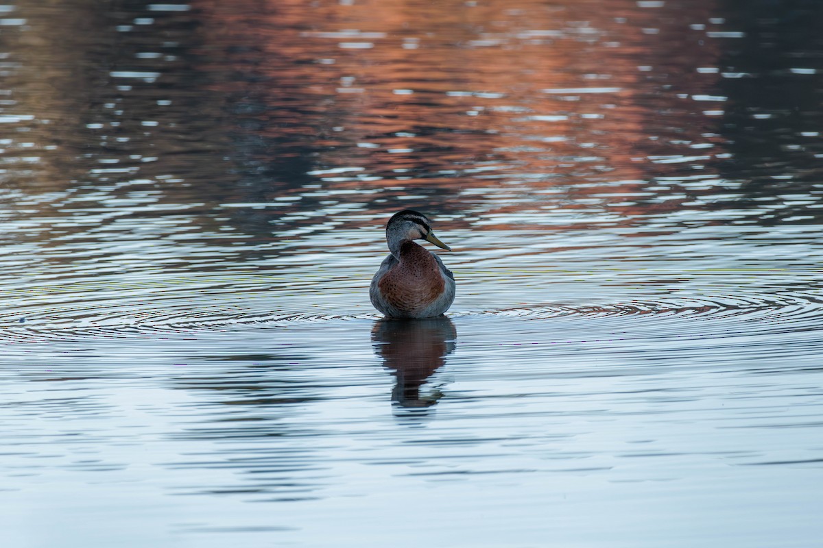 Mallard x Pacific Black Duck (hybrid) - ML619017579