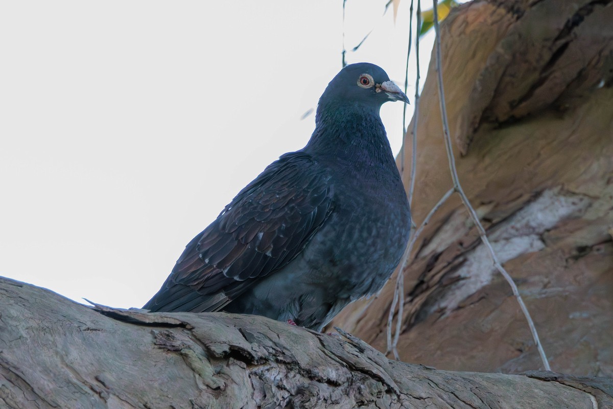 Rock Pigeon (Feral Pigeon) - Pierce Louderback