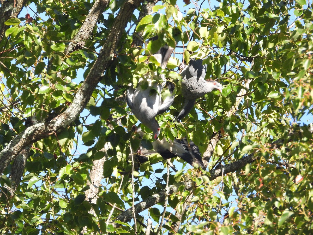 holub australský - ML619017659