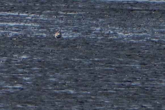 Double-banded Plover - ML619017666