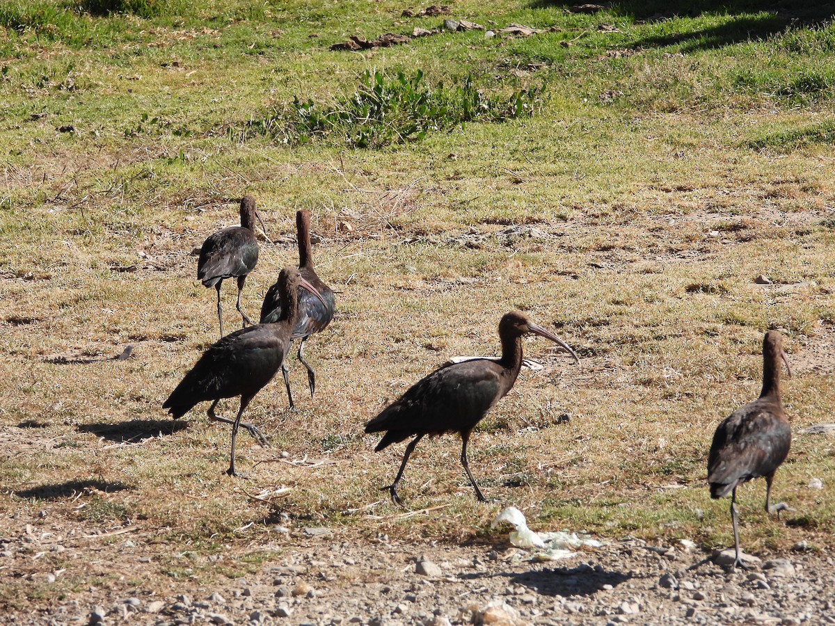 ibis andský - ML619017680