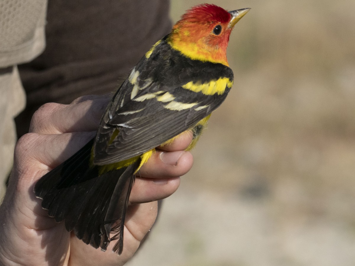 Western Tanager - ML619017691