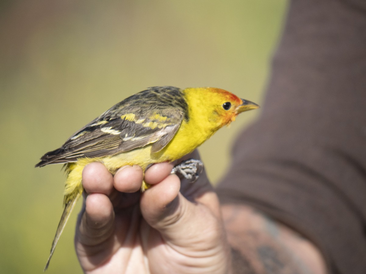 Western Tanager - ML619017695