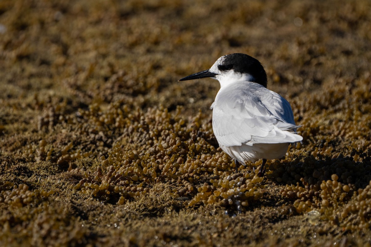 White-fronted Tern - ML619017717