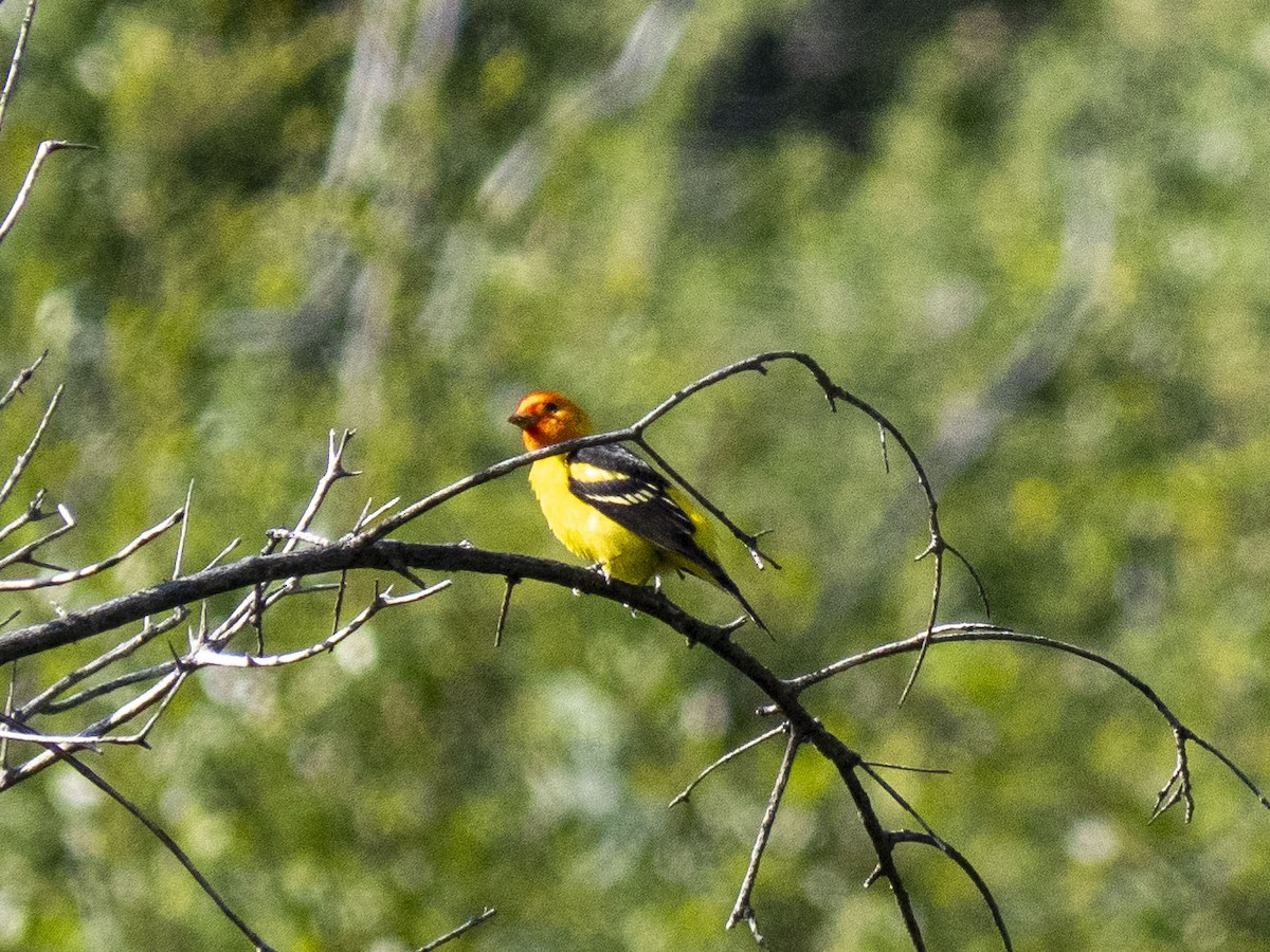 Western Tanager - ML619017737