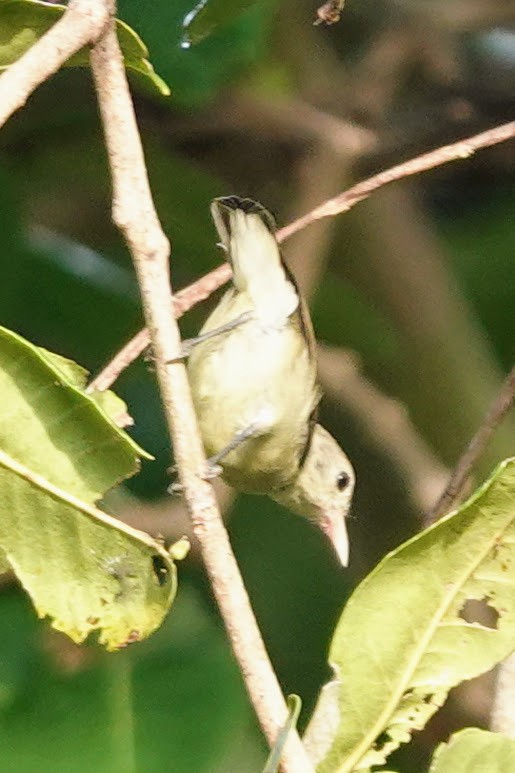 Pale-billed Flowerpecker - ML619017739