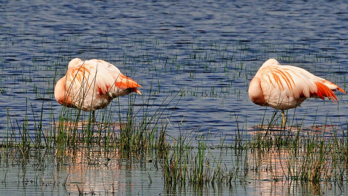Şili Flamingosu - ML619017744