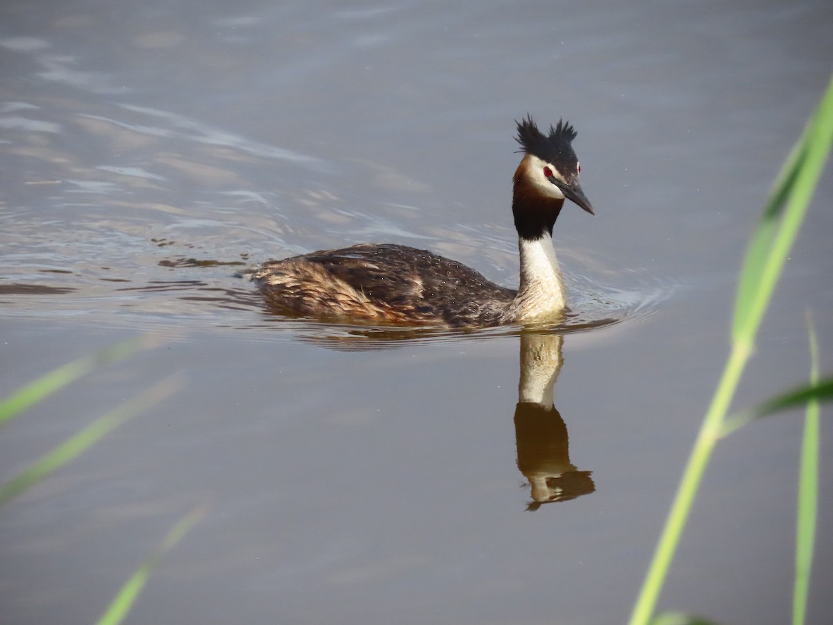 Great Crested Grebe - ML619017747