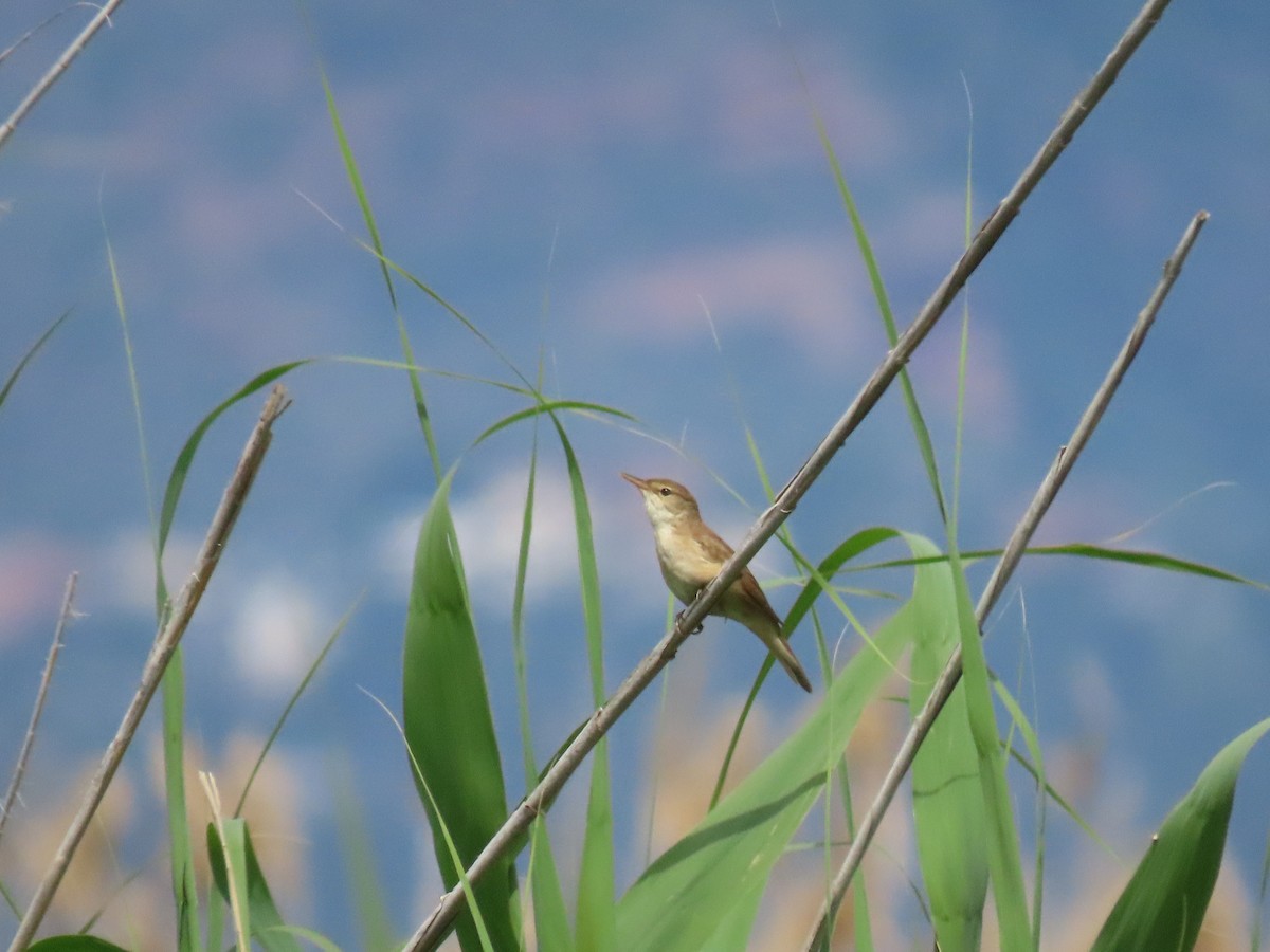 Common Reed Warbler - ML619017765