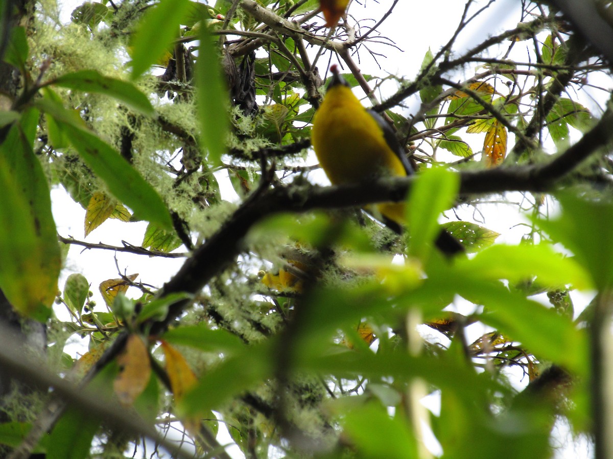 Blue-winged Mountain Tanager - ML619017791