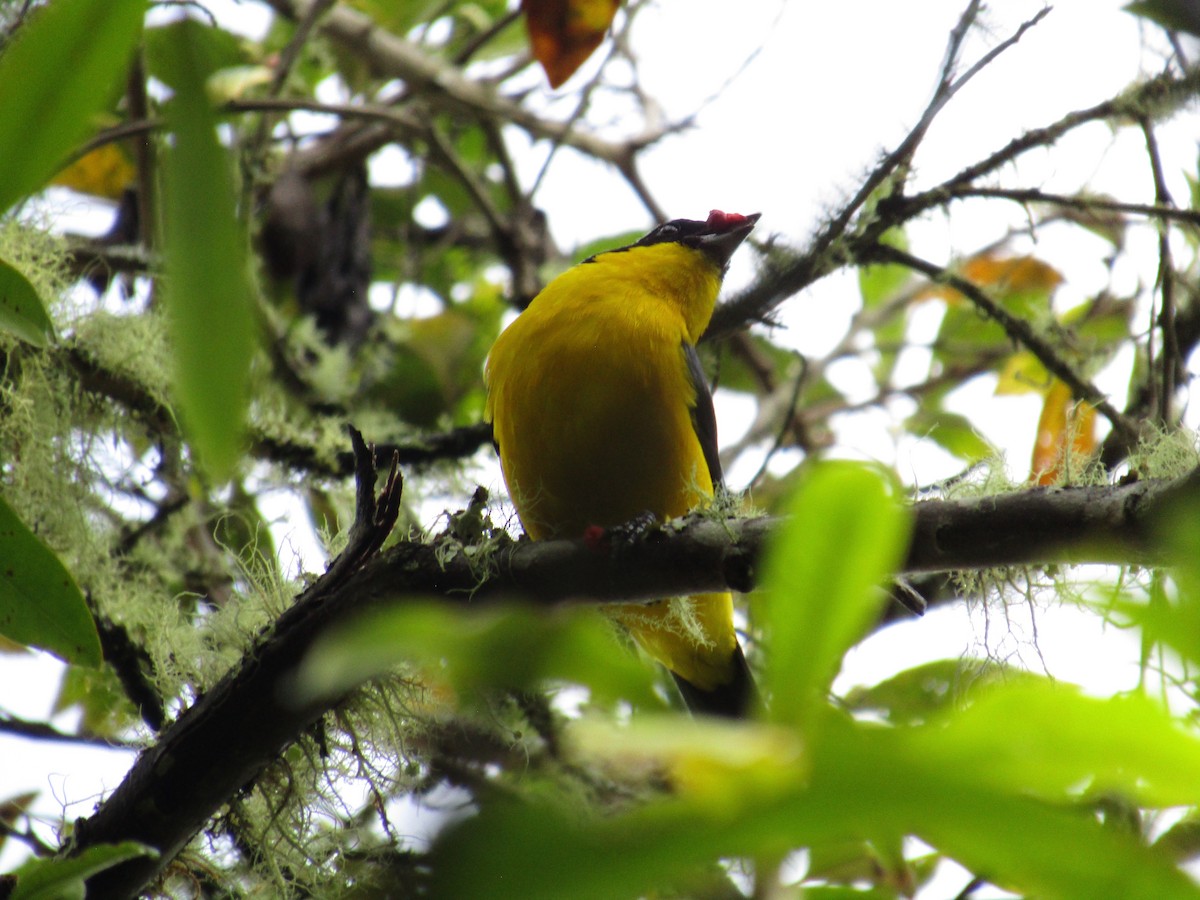 Blue-winged Mountain Tanager - ML619017793