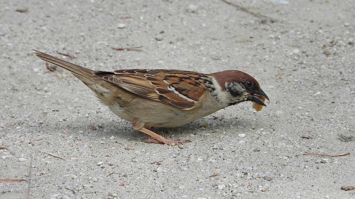 Eurasian Tree Sparrow - ML619017808