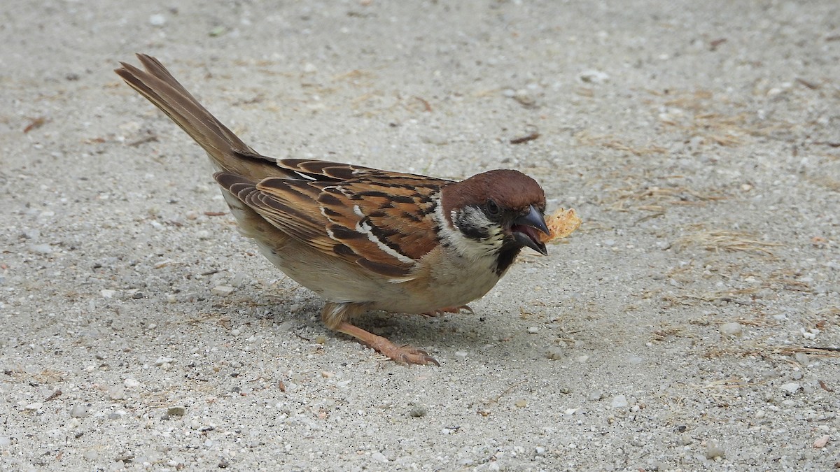 Eurasian Tree Sparrow - ML619017809