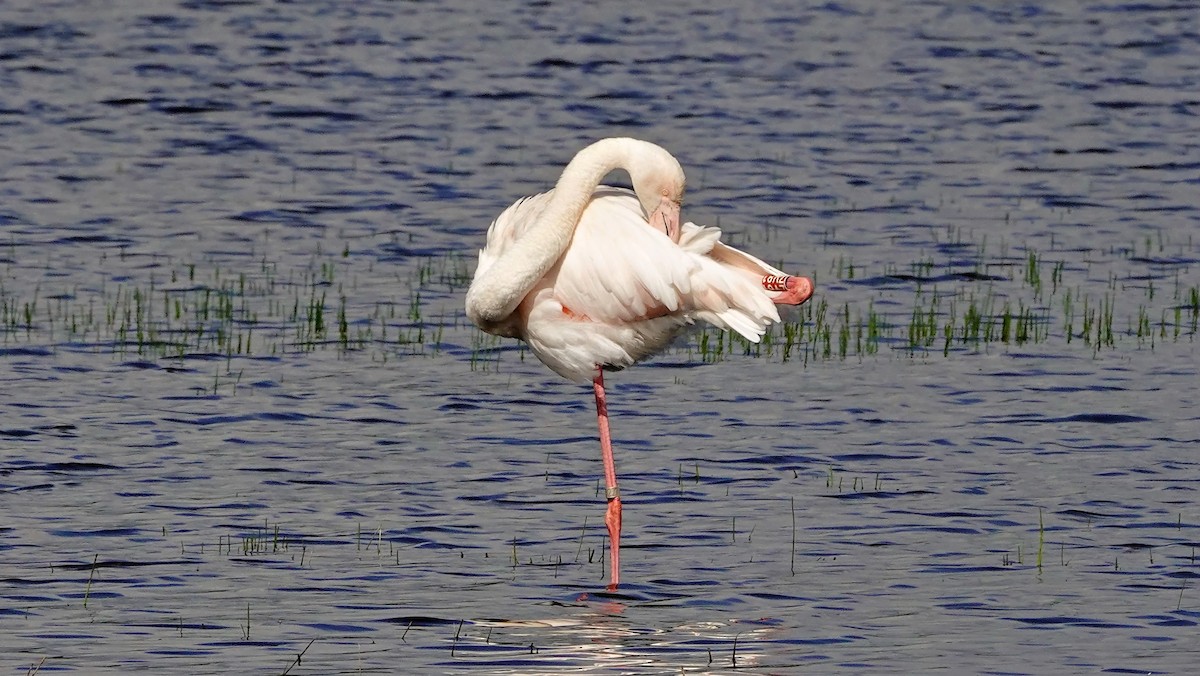 Greater Flamingo - ML619017813