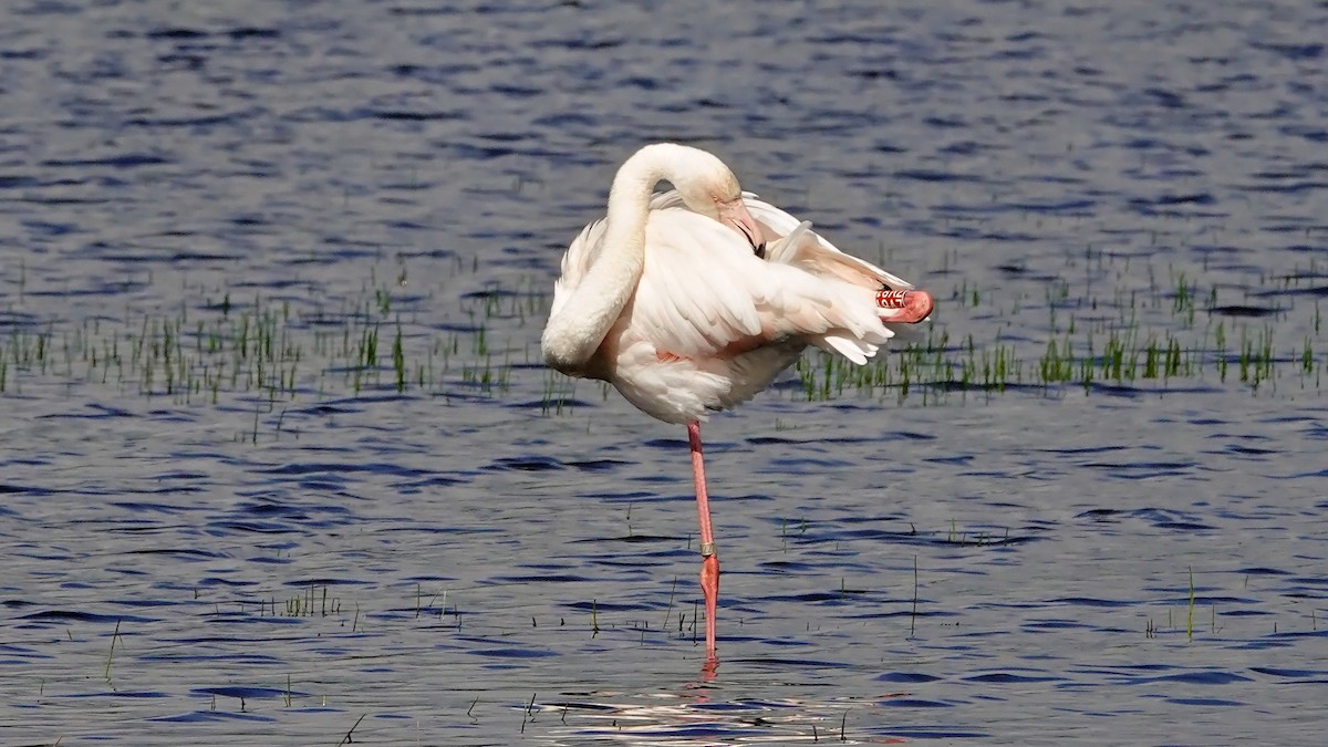 Greater Flamingo - Hans-Jürgen Kühnel