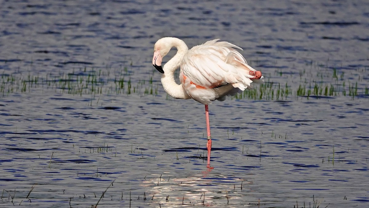 Greater Flamingo - ML619017839