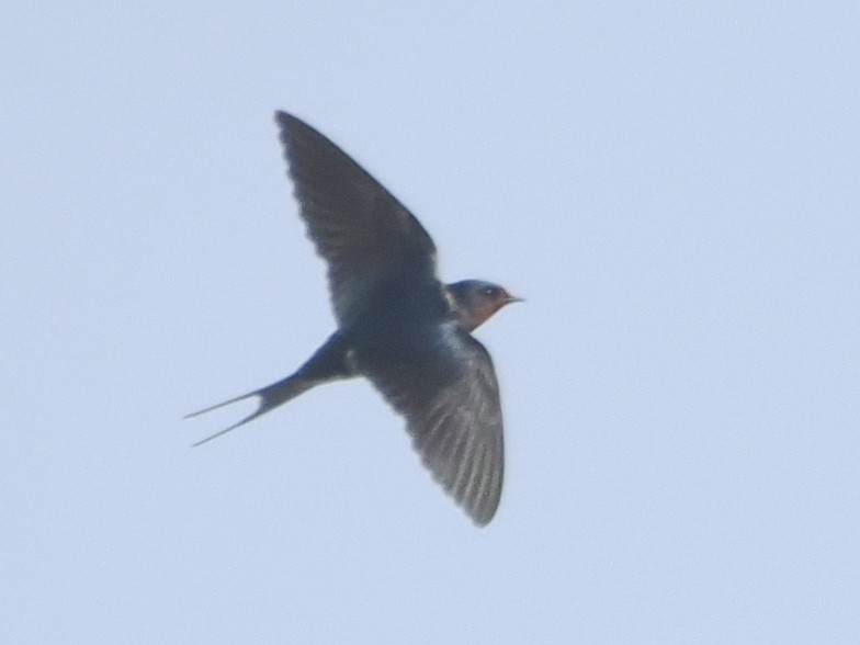 Barn Swallow - ML619017858