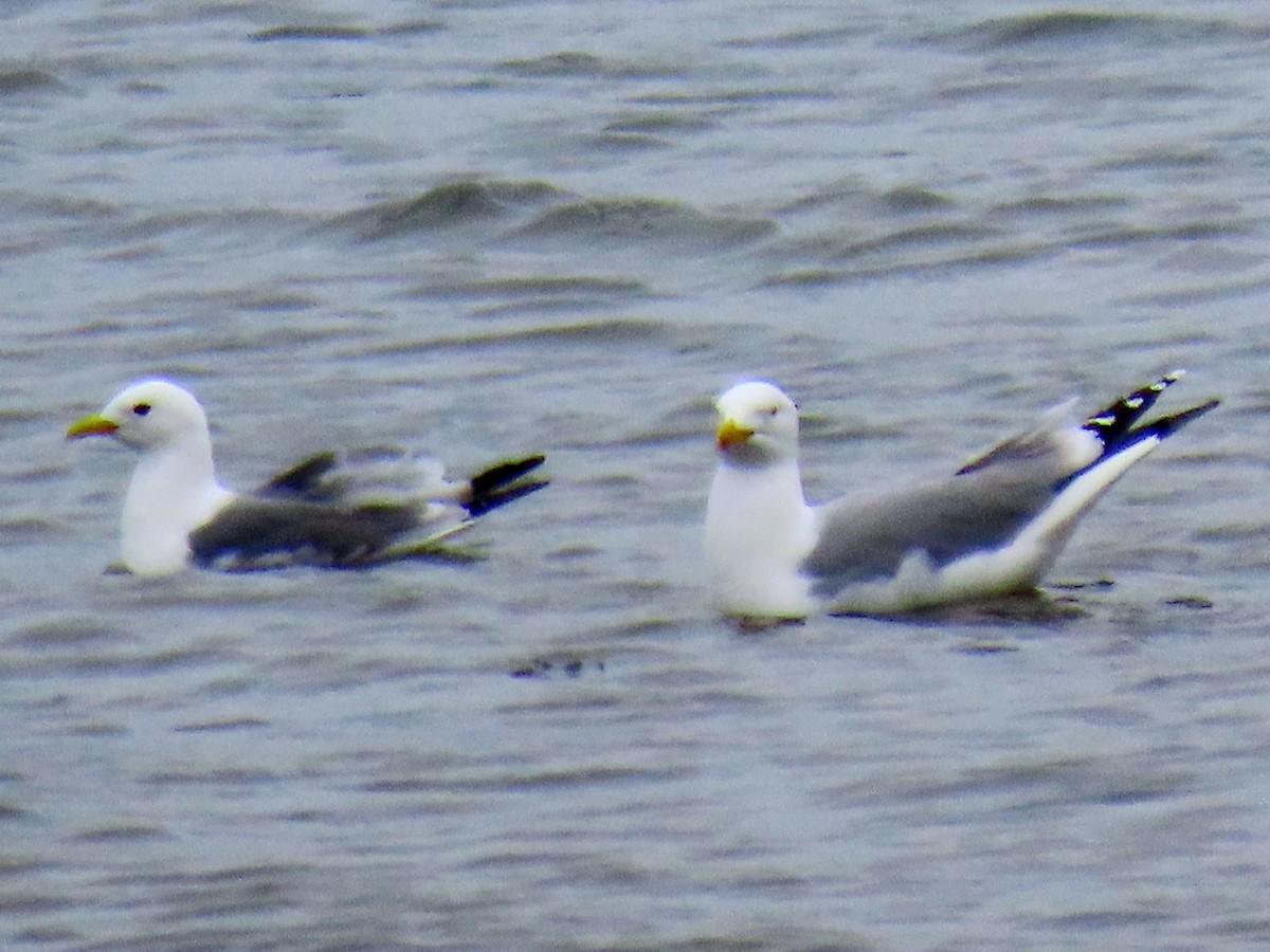 Mouette tridactyle - ML619017868