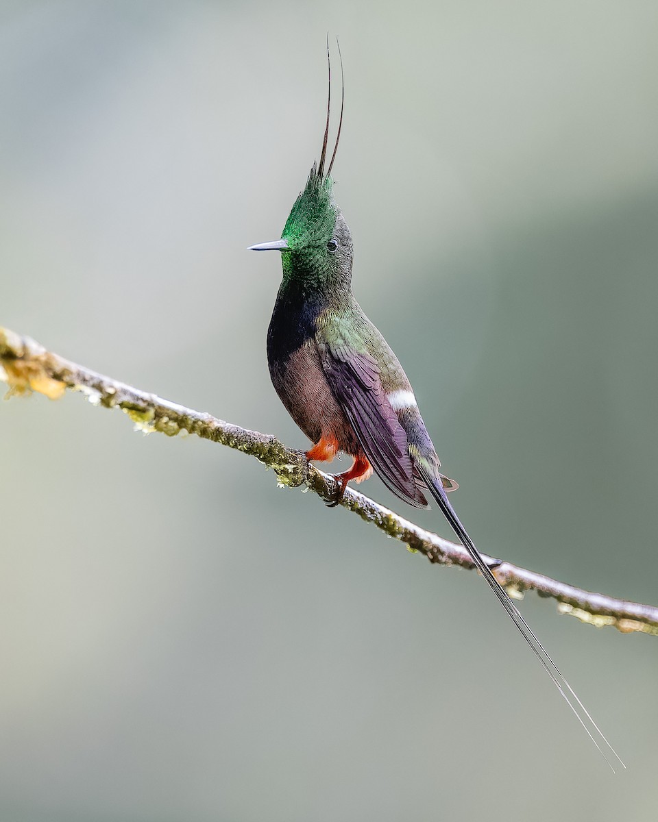 kolibřík ostrochocholatý - ML619017878