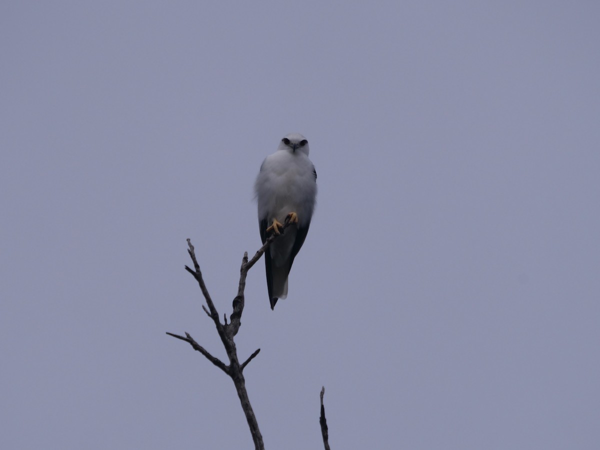Black-shouldered Kite - ML619017885