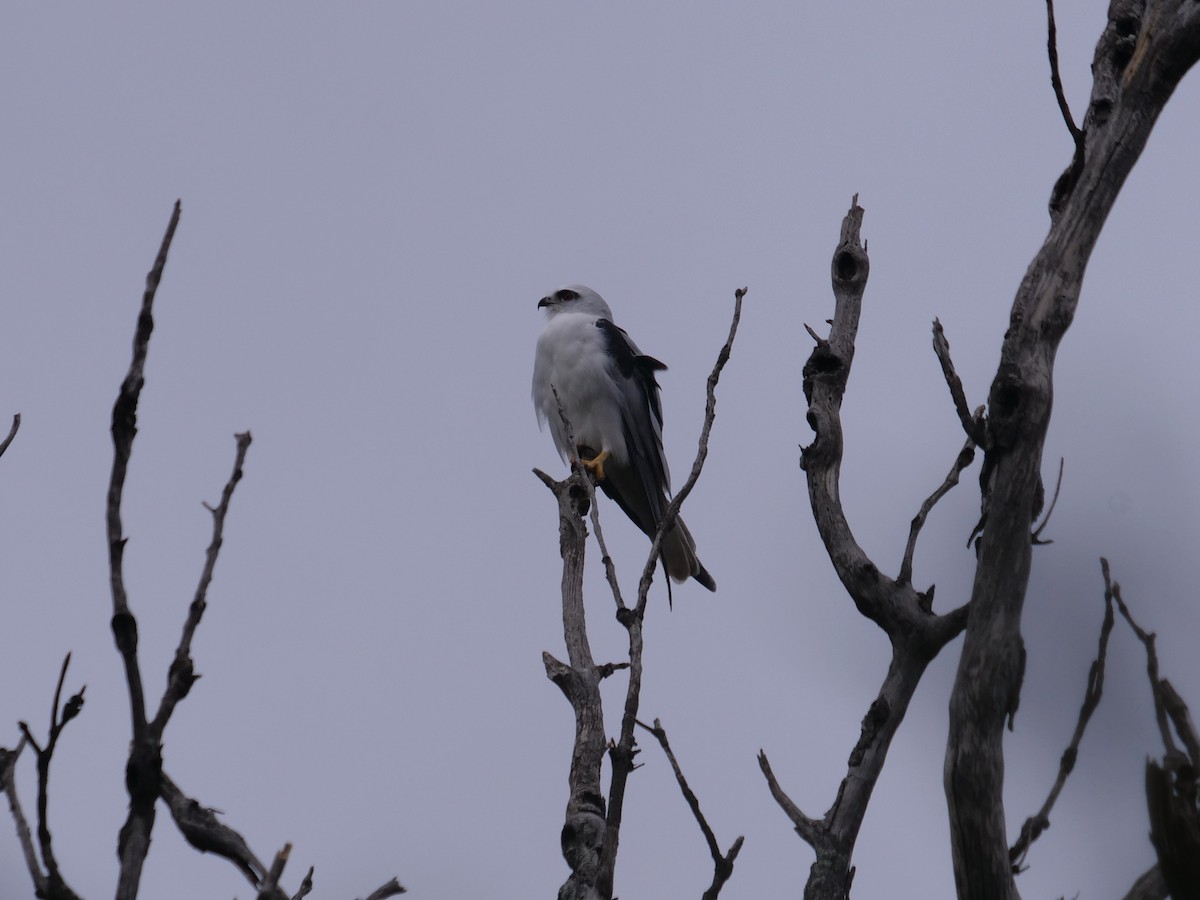 Black-shouldered Kite - ML619017886
