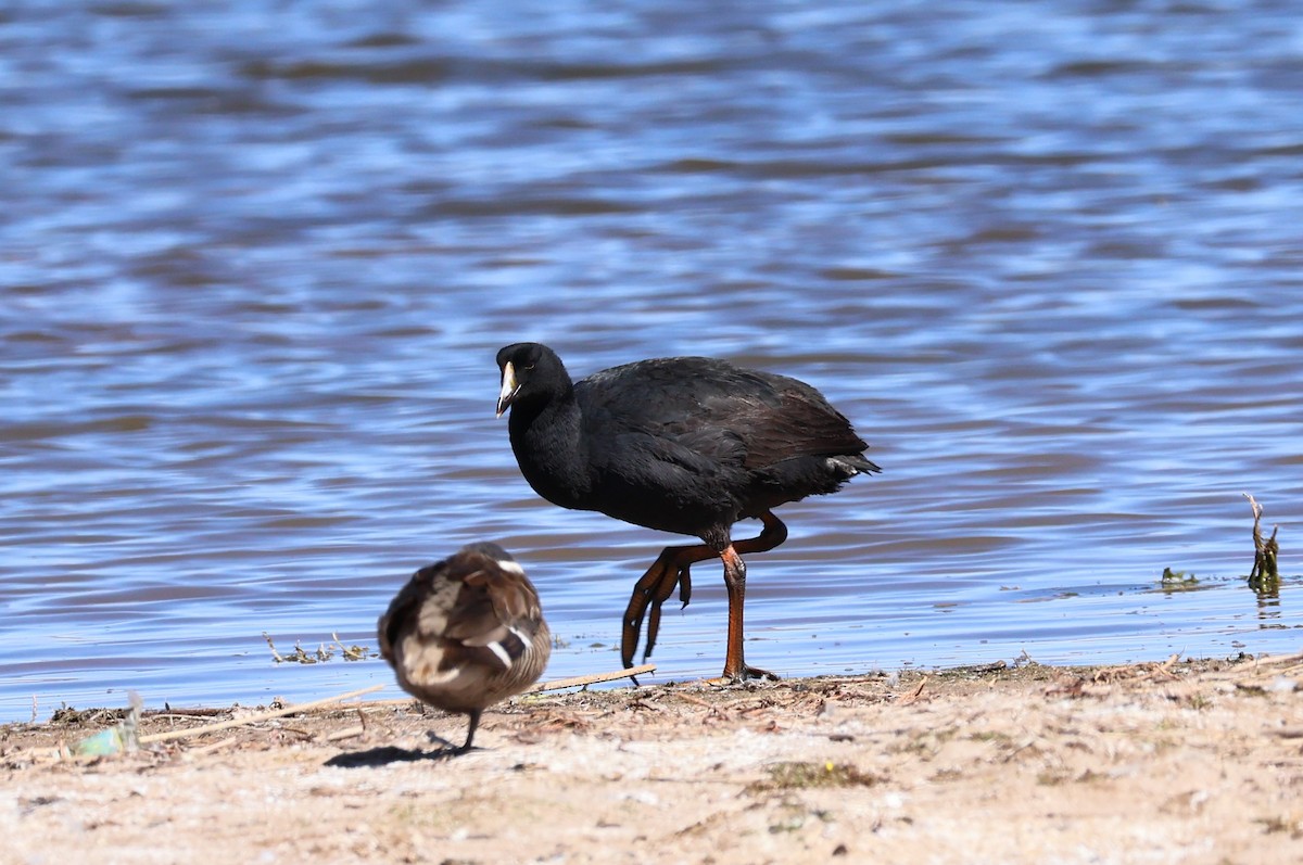 Giant Coot - ML619017891