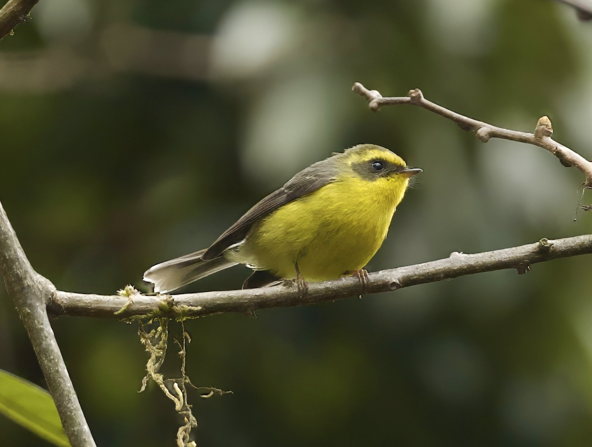Yellow-bellied Fairy-Fantail - ML619017927