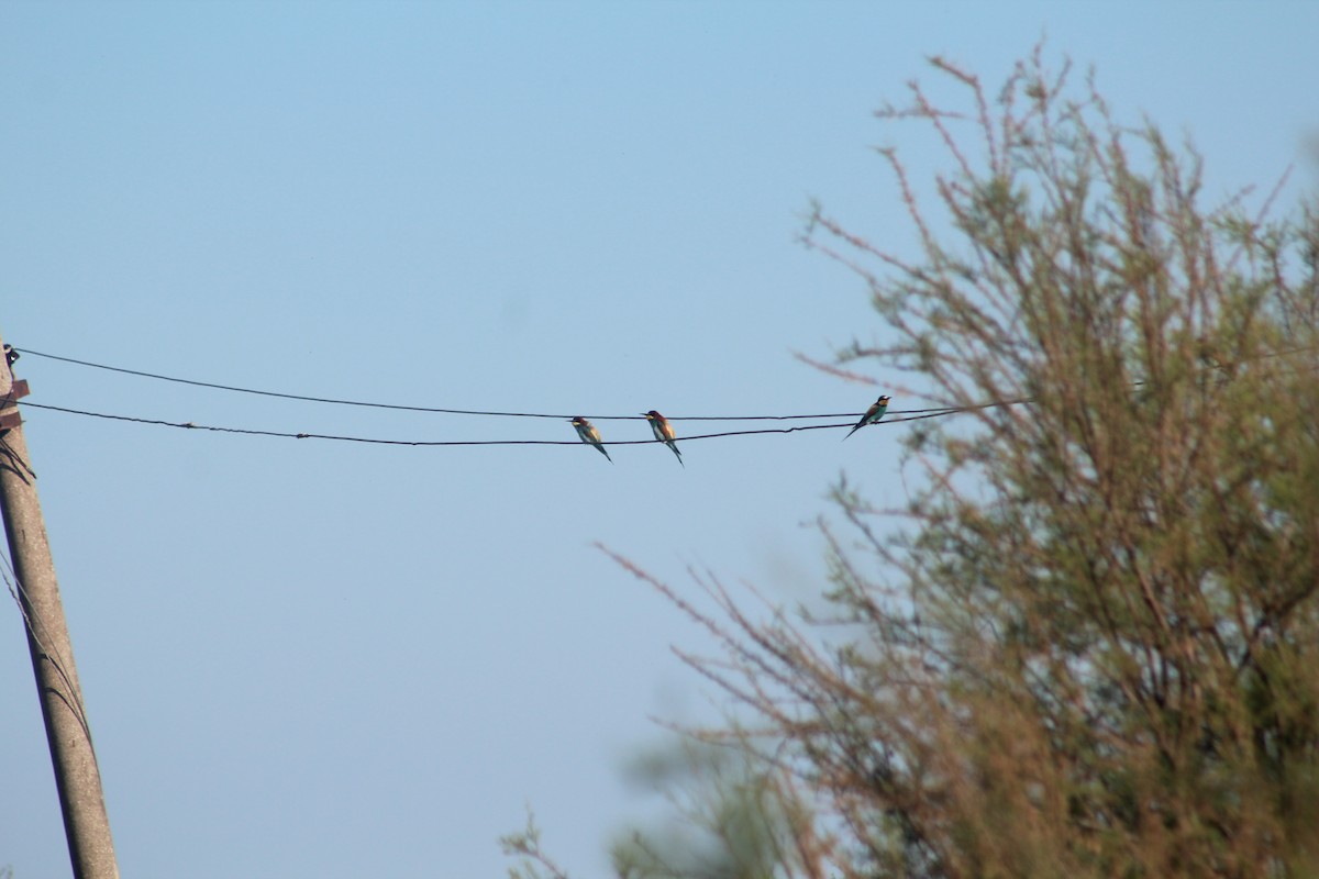 European Bee-eater - Klajdi Duro