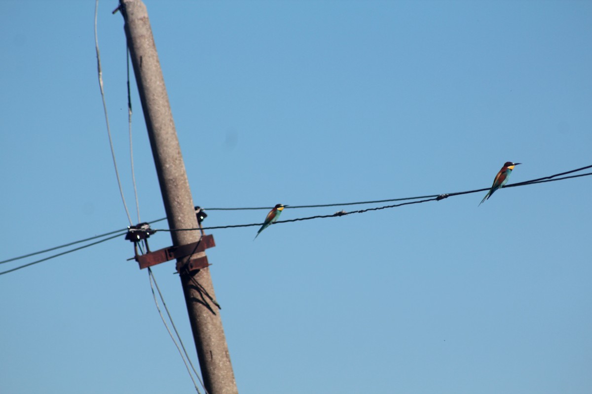 European Bee-eater - Klajdi Duro
