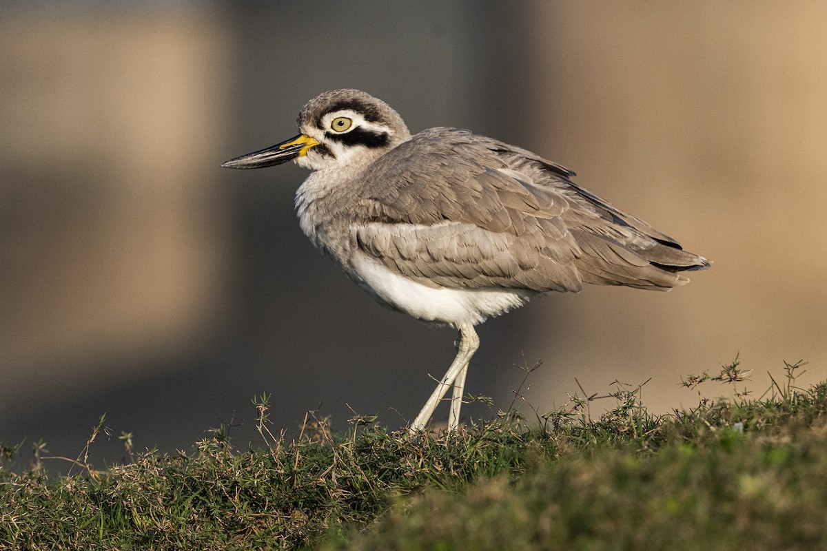 Great Thick-knee - ML619017954